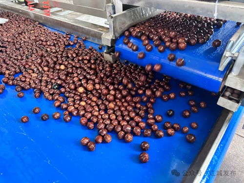 普洱江城堅(jiān)果加工廠投入運(yùn)營(yíng)，氫氟酸應(yīng)用引關(guān)注